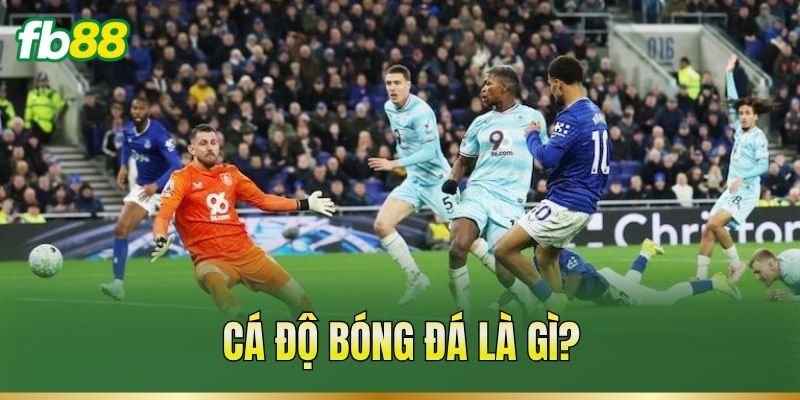 Cá độ bóng đá là gì?