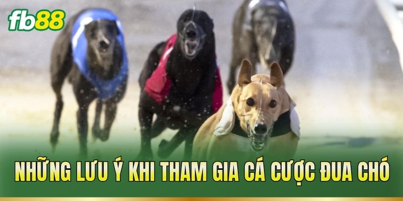 Những lưu ý khi tham gia cá cược đua chó